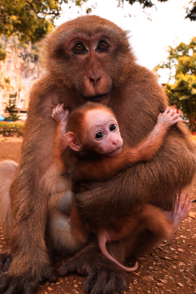 Espécies de macaco - Importância para o equilíbrio do meio ambiente